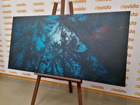 Stampa su tela – Foresta sotto il cielo notturno