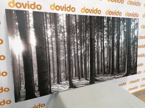 Quadro su tela – Mattina nella foresta in bianco e nero