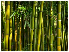Fotomurale Asiatica foresta di bambù