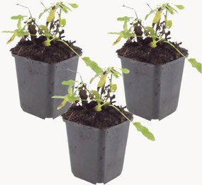 Set di 3 piante vere Salvia nemorosa Schneehügel
