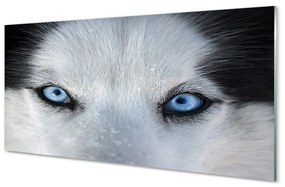 Quadro su vetro Occhi di lupo 100x50 cm