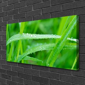 Quadro su tela Foglie, gocce di rugiada, natura 100x50 cm