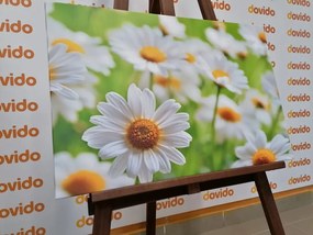 Stampa su tela – Prato primaverile pieno di fiori