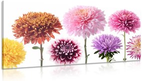 Quadro su tela – Fiori di dalia in design variegato