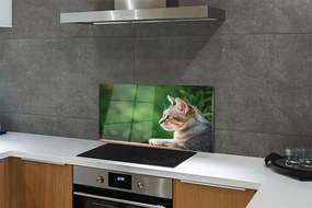 Pannello paraschizzi cucina Un gatto dall'aspetto 100x50 cm