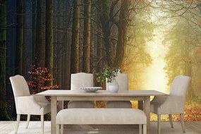 Carta da parati – Sentiero nel bosco