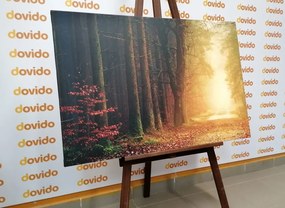 Stampa su tela – Sentiero nella foresta