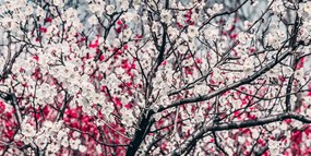 Quadro su tela – Fiori di pesco