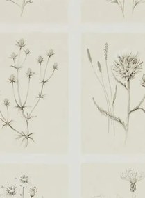 Botanische Tapete Little Thistles von Sanderson - Ecru