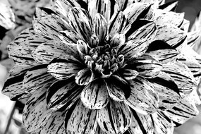 Carta da parati – Dalia esotica in bianco e nero