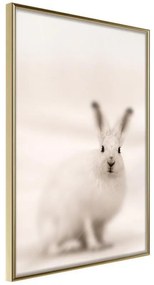 Poster  Curious Rabbit  Cornice Quadri Cornice d'oro, Larghezza x Altezza Home decor 20x30