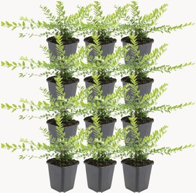Set di 12 piante vere Honeysuckle Lonicera nitida Maigrün