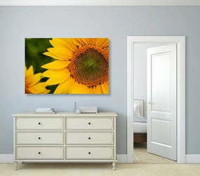 Stampa su tela – Girasole giallo