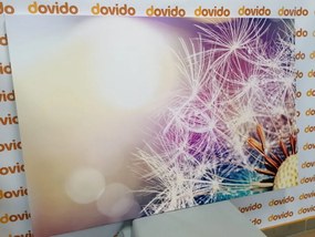 Stampa su tela – Vista dettagliata del dente di leone