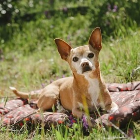 Cuccia da viaggio marrone per cane 45x60 cm Outdoor Chill Pad Mocha S – P.L.A.Y.