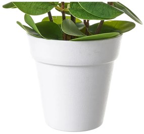 Eucalipto artificiale - Casa Selección