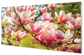 Quadro di vetro Magnolia rosa 100x50 cm