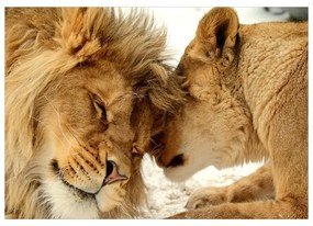 Fotomurale adesivo  Lion Tenderness  Larghezza x Altezza Home decor 441x315