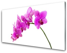 Schienali cucina Orchidea Fiore di orchidea 100x50 cm