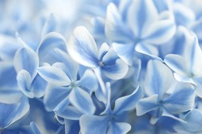 Carta da parati – Fiori di ortensia celesti