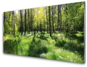 Quadro vetro acrilico Foresta. Erba. Pianta. Natura 100x50 cm