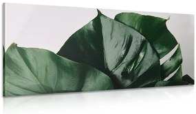 Quadro su tela – Foglia di monstera