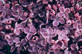 Carta da parati – Fiori di lillà viola