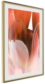 Poster  Tulip Petals  Cornice Quadri Cornice d'oro con passe-partout, Larghezza x Altezza Home decor 40x60