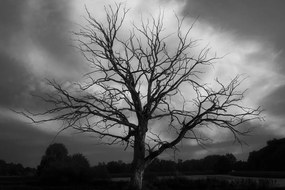 Quadro su tela – Albero sul prato in bianco e nero