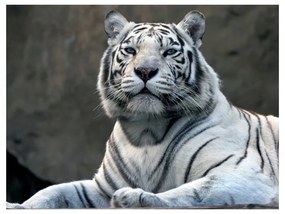 Fotomurale  Tigre bengala allo zoo  Colore bianco e nero, Dimensioni e Misure 250x193