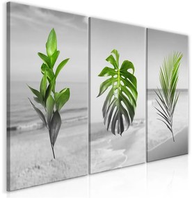 Quadro  Plants (Collection)  Colore Grigio, Dimensioni e Misure 60x30