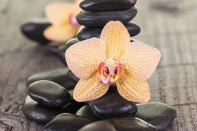 Quadro su tela – Orchidea gialla e pietre Zen