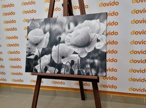 Stampa su tela – Campo di papaveri selvatici in bianco e nero
