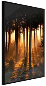 Poster  Dark Tree Tops  Cornice Quadri Cornice nera, Larghezza x Altezza Home decor 30x45