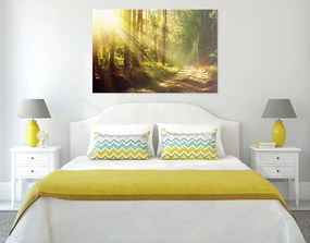 Quadro su tela – Raggi di sole nella foresta
