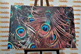 Quadro su tela – Piuma di pavone