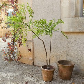 LOBERON Pianta decorativa in vaso (seconda scelta) Avenelle