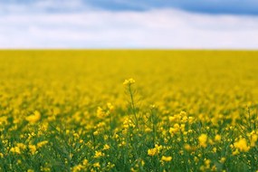 Stampa su tela – Campo giallo