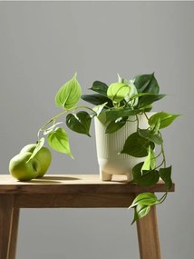 Sinsay - Pianta ornamentale artificiale - verde