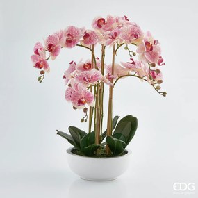 EDG -  Enzo De Gasperi Orchidea Phalaenopsis 6 fiori H64 cm Rosa