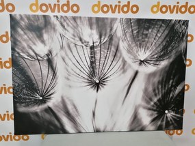 Quadro su tela – Soffione in bianco e nero