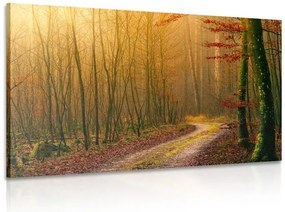 Stampa su tela – Sentiero nella foresta