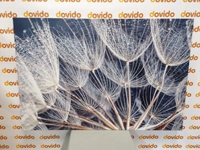 Stampa su tela – Rugiada mattutina sul dente di leone
