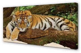 Quadro stampa su tela Albero di tigre 100x50 cm