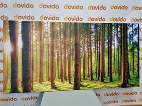 Stampa su tela – Mattina nella foresta