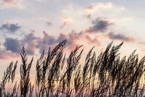 Carta da parati – Erba al tramonto