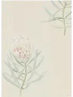 Tapete Protea Flower von Sanderson - Russet/ Green