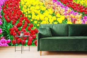 Carta da parati autoadesiva – Giardino pieno di tulipani