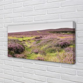 Quadro su tela Campo heather 100x50 cm