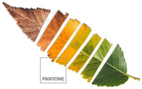 Trapunta Leaf Pantone - Letto da 150 (250 x 260 cm)